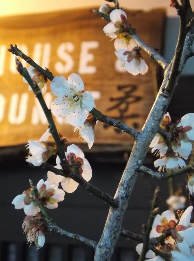 Guesthouse Yawara โอคายาม่า ภายนอก รูปภาพ